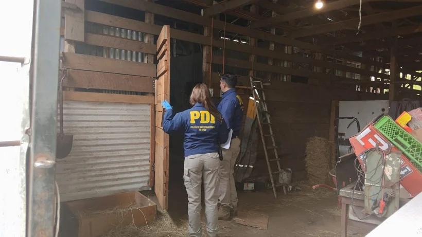 Desbaratan matadero clandestino en Gorbea y decomisan más de dos…