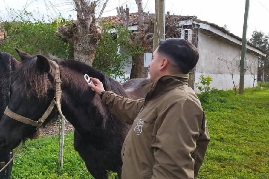 Carabineros recupera caballar sustraído en San Carlos y detiene a…