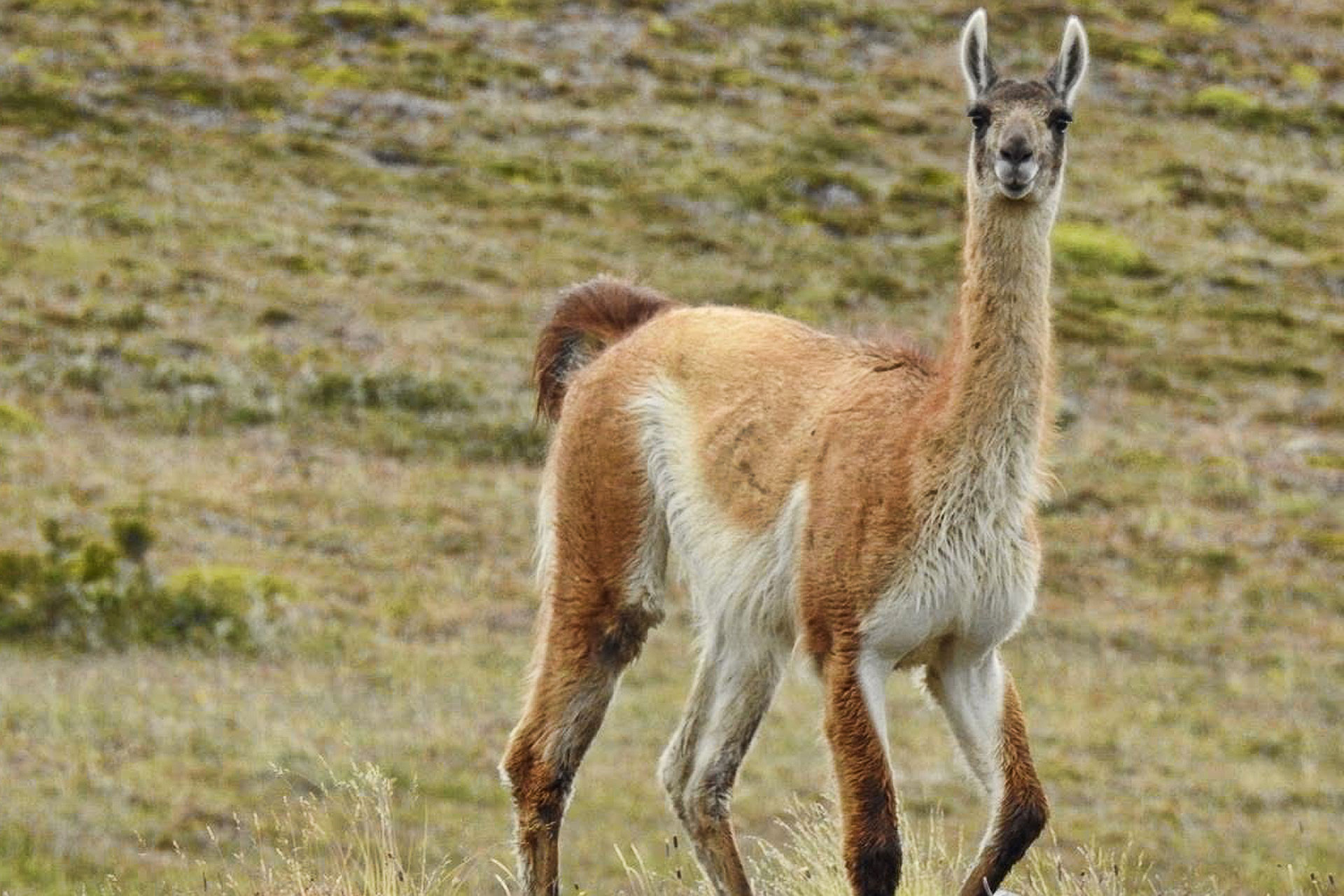 El guanaco prepara su histórico retorno a La Araucanía tras un siglo…