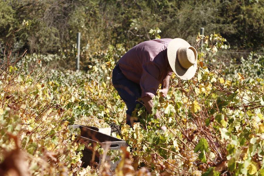 Exportaciones agrícolas de Ñuble acumulan alza de 51,1% en enero-agosto