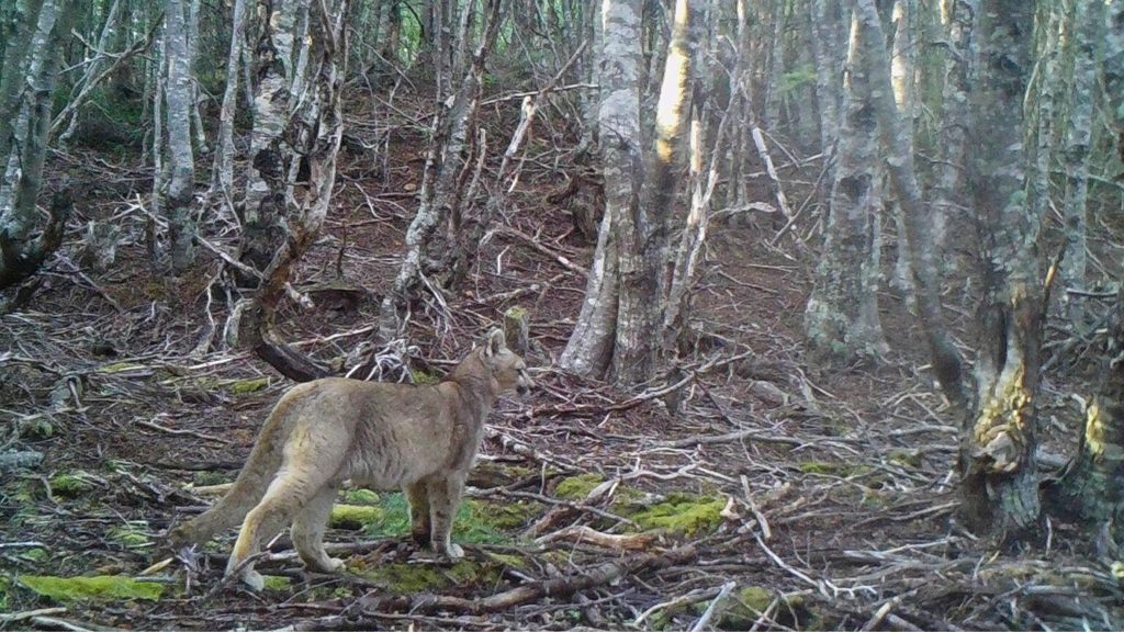 EXPERTOS ADVIERTEN SOBRE LAS GRAVES AMENAZAS QUE ENFRENTA EL PUMA EN…