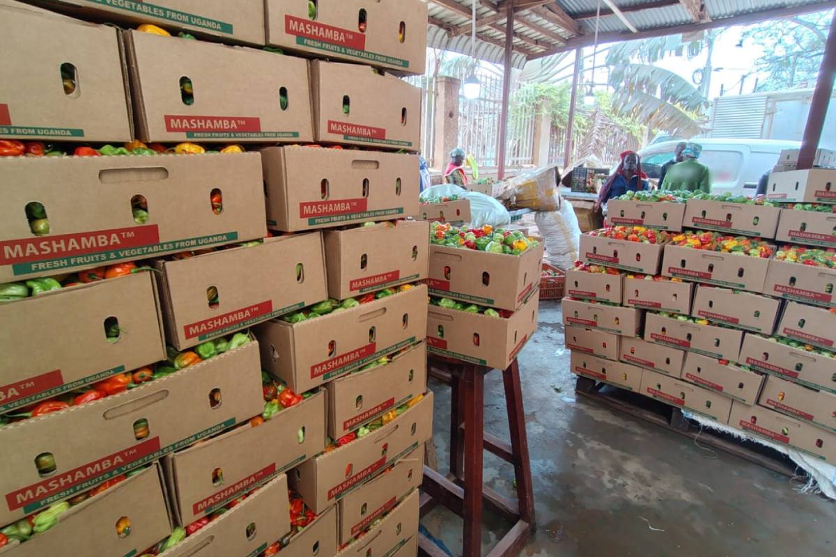 La segunda generación de exportadores de frutas y hortalizas de…
