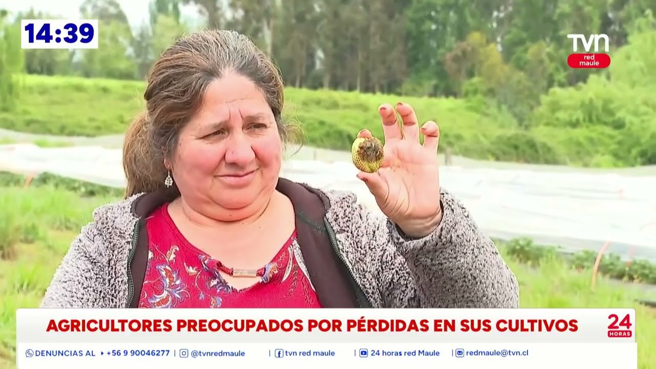 Lluvias y granizos golpean al agro del Maule y amenazan con elevar…