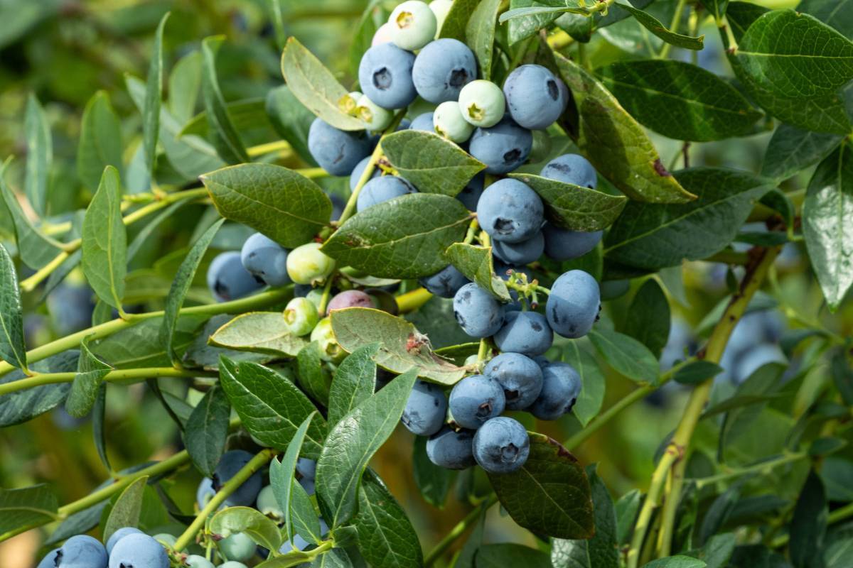 OBG-Belair: la nueva variedad de arándanos presentada por Oregon…