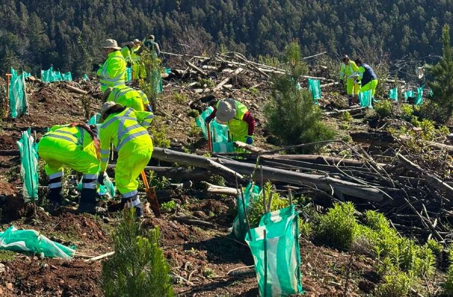 Con árboles nativos recuperan predio afectado por incendio en Quirihue