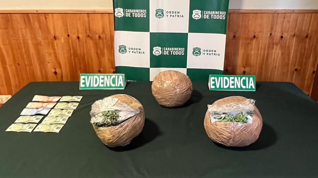 Holly detecta más de 7 mil dosis de marihuana ocultas entre hojas de…