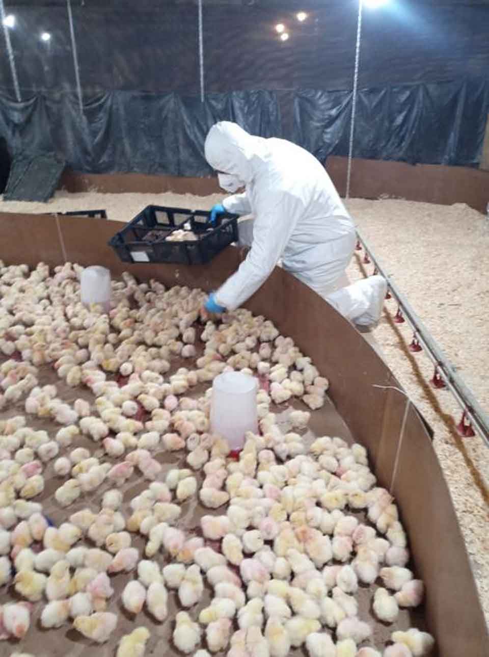 Yungay recibió 4.000 pollitas importadas desde Francia bajo control…