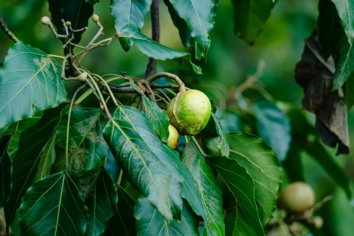 Agricultores chilenos exploran la macadamia como alternativa de…